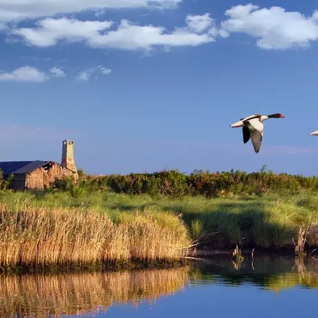 PARCO DEL DELTA DEL PO: L'OASI DI PORTO CALERI E LA GRANDE FOCE