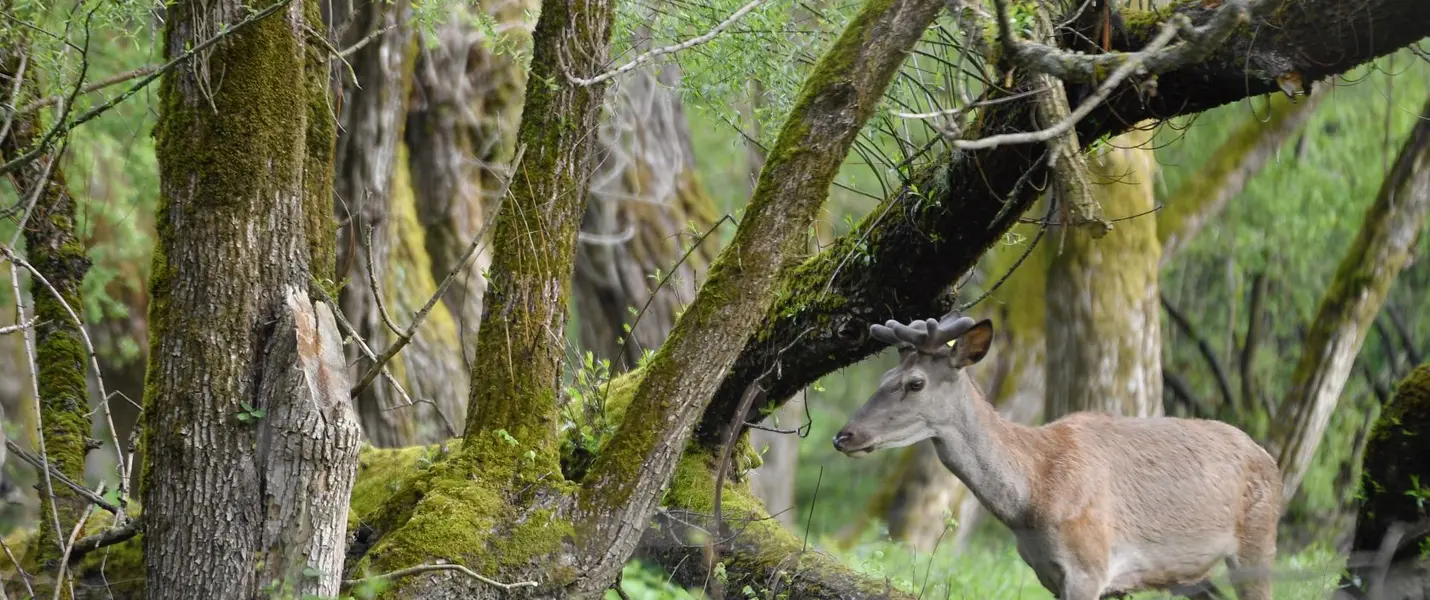 SULLE TRACCE DELL'ORSO MARSICANO