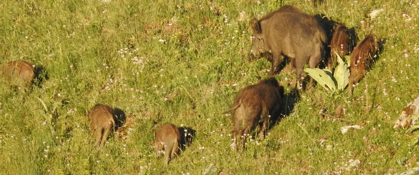 SULLE TRACCE DELL'ORSO MARSICANO