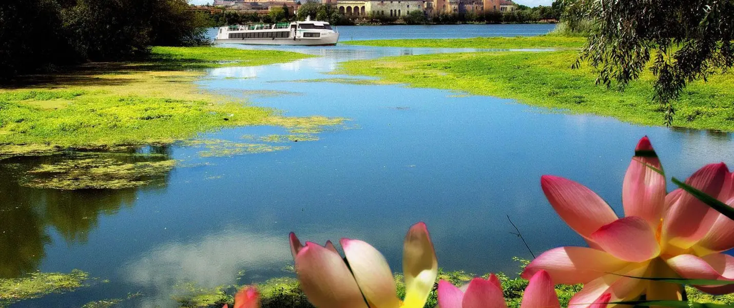 FIORI DI LOTO E REGGIA DI COLORNO