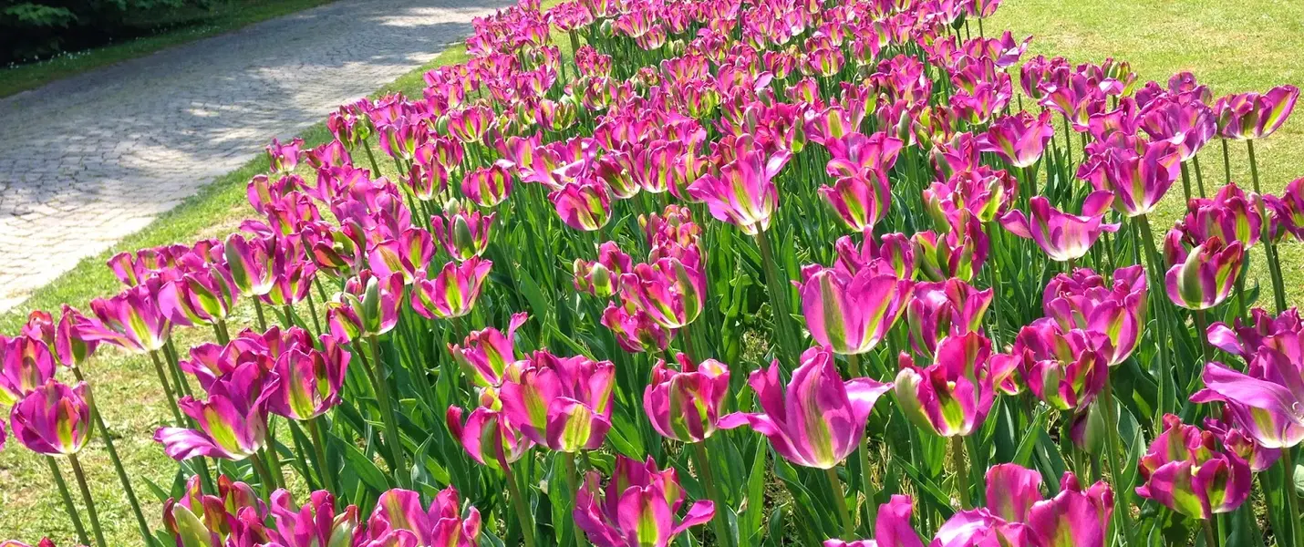 TULIPANOMANIA A PARCO SIGURTA'