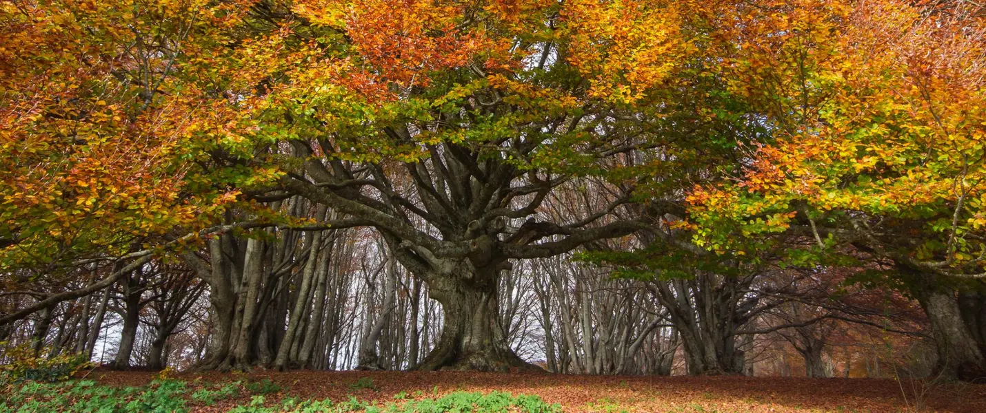 IL BOSCO DI CANFAITO E I MURALES DI BRACCANO