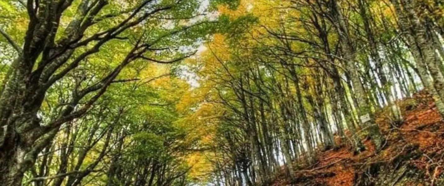 IL BOSCO DI CANFAITO E I MURALES DI BRACCANO