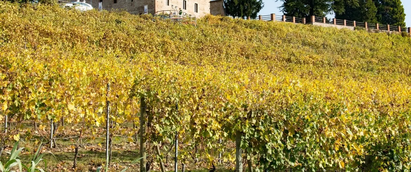 ALBA, LANGHE E MONFERRATO