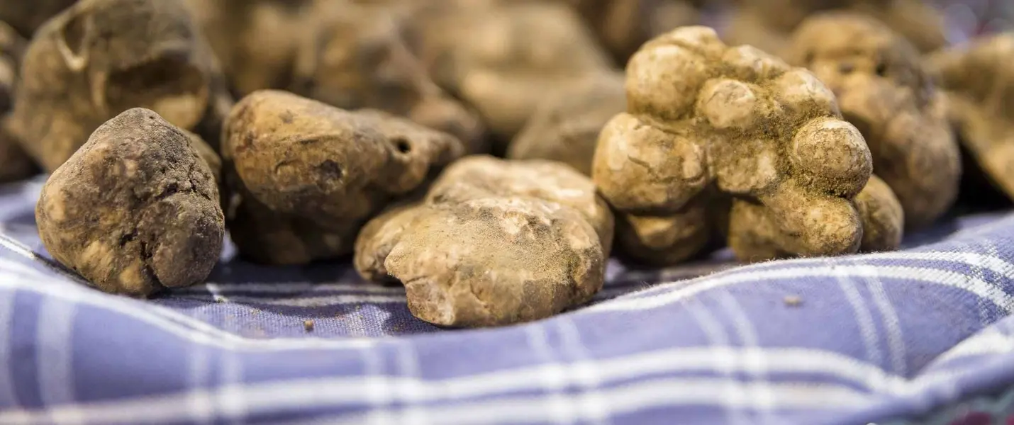 PECCIOLI, SAN MINIATO E LA SAGRA DEL TARTUFO