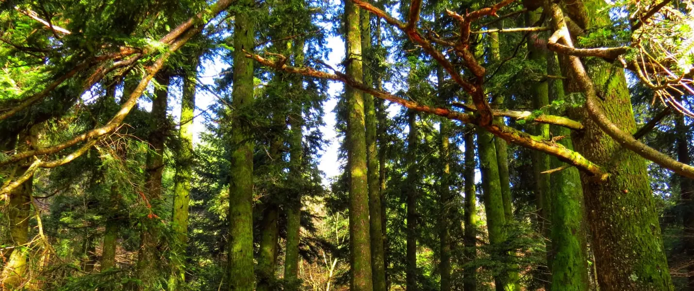 I BRAMITI DEL CERVO NELLA FORESTA DI CAMALDOLI