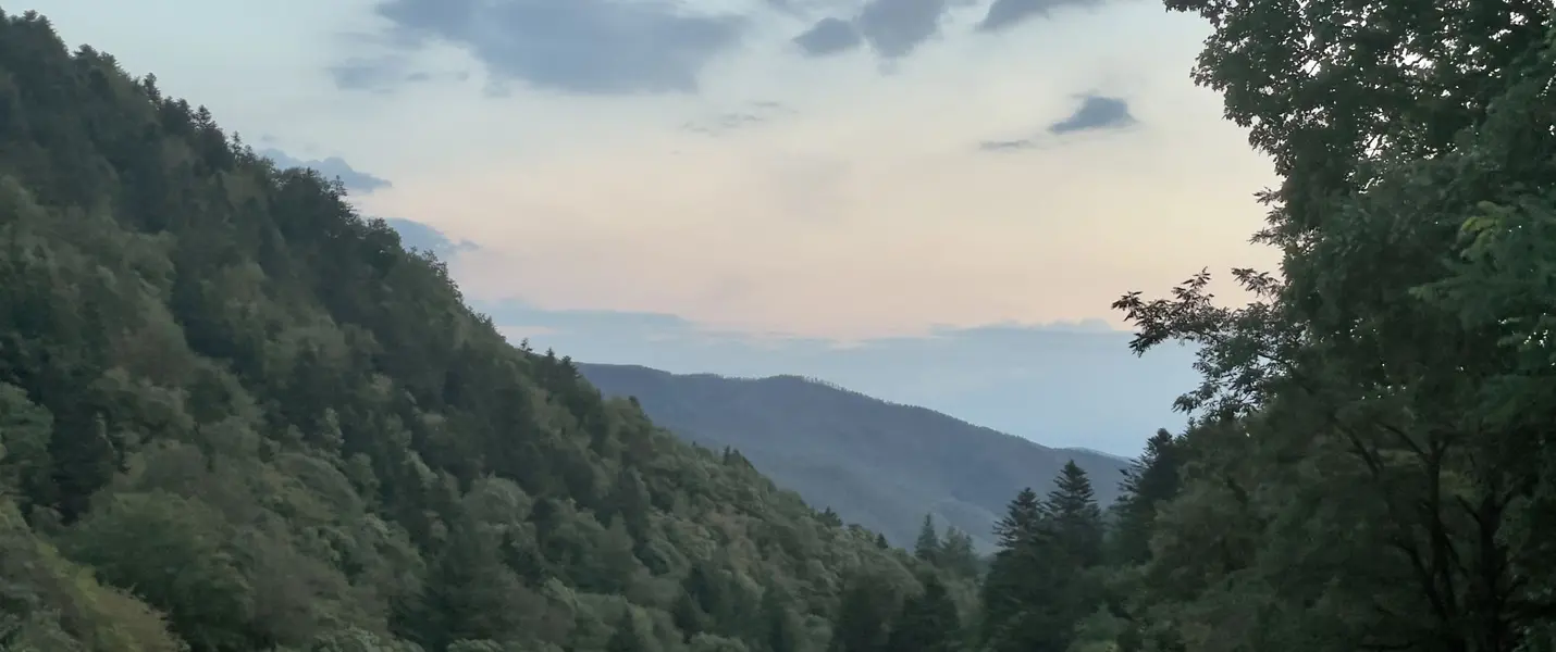 I BRAMITI DEL CERVO NELLA FORESTA DI CAMALDOLI