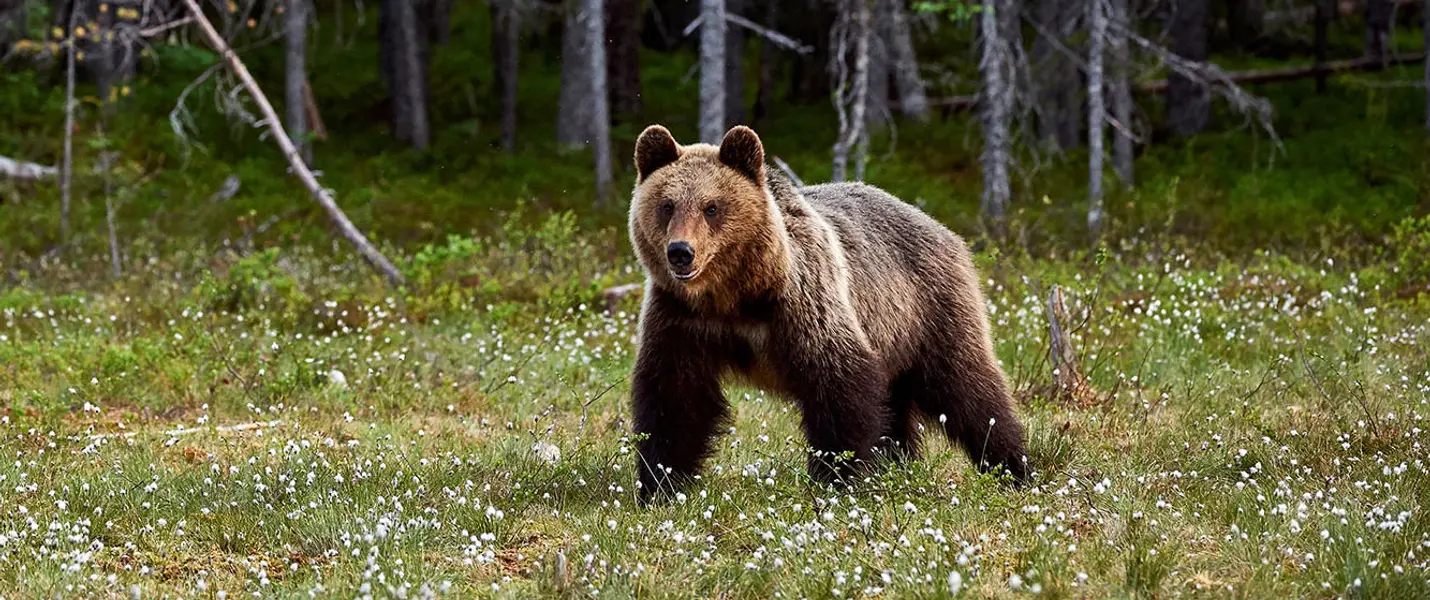 SULLE TRACCE DELL'ORSO MARSICANO