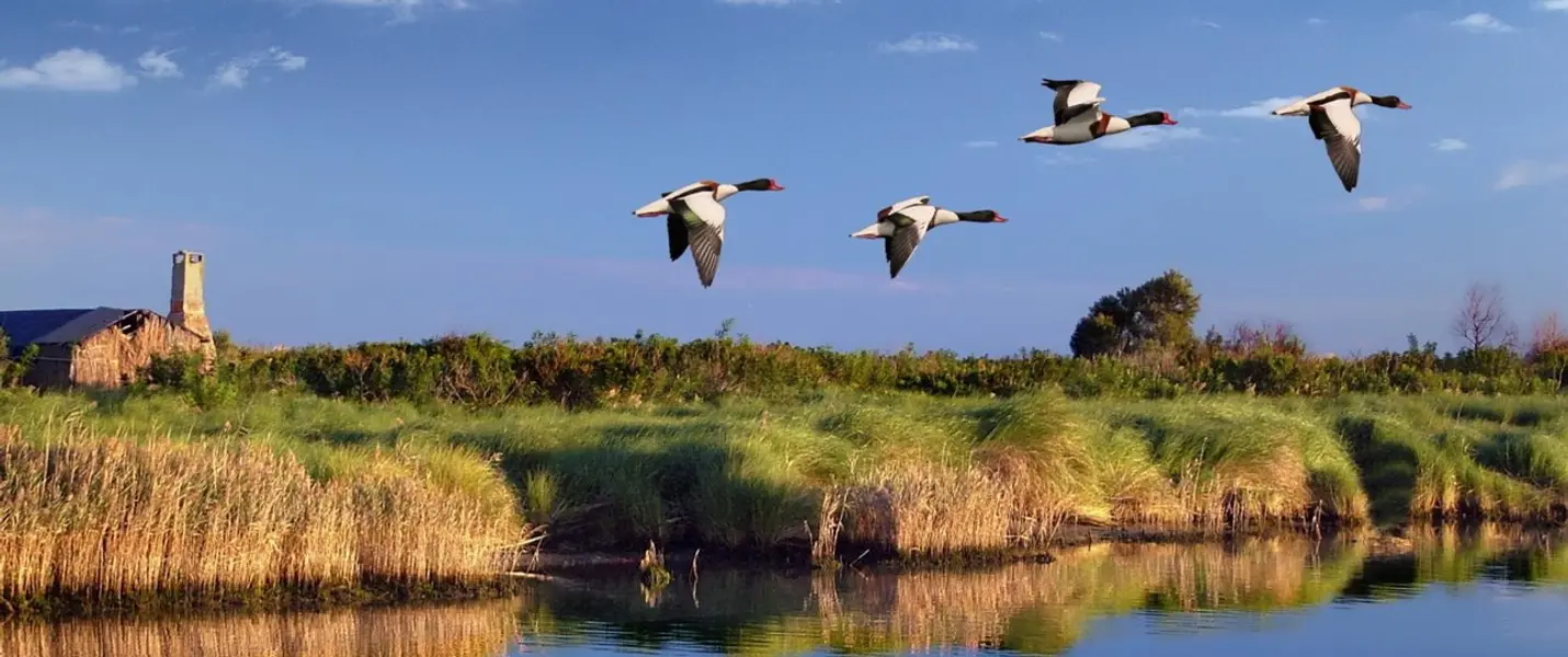 PARCO DEL DELTA DEL PO: L'OASI DI PORTO CALERI E LA GRANDE FOCE